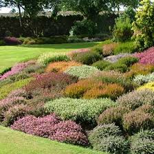 Heathers Planting And Care Guide