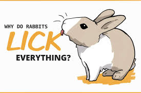 bunny behaviors why do rabbits lick