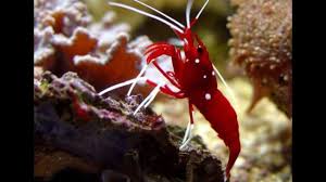 blood shrimp in the reef lab you