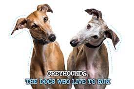 Greyhound lines, inc is the largest bus operator in north america with over 3,800 destinations. Greyhounds The Dogs Who Live To Run Miami Pet Concierge