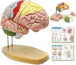 brain gifts and gift ideas