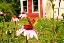 how to plant a pollinator garden real