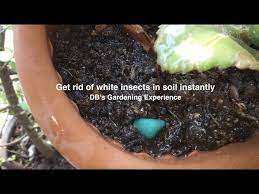 Get Rid Of White Insects In Soil
