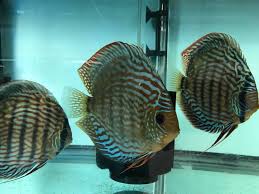 Adults will grow up to 8 inches on a diet of frozen bloodworms and krill. My Alexander Piwowarski S Red Turquoise Discus Fish Lover Facebook