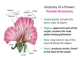 ppt flower structure powerpoint