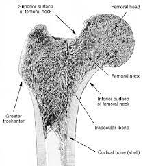 anatomy of the human proximal femur