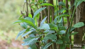 Salah satu cara mengolah daun kelor yang paling populer adalah menyeduhnya seperti teh. 11 Manfaat Daun Kelor Untuk Kesehatan Ada Efek Sampingnya