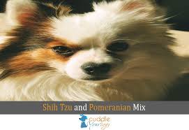 Shih Tzu And Pomeranian Mix Everything You Need To Know