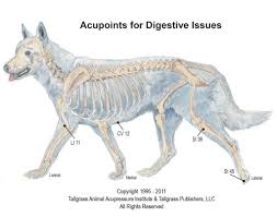 Acupressure For Your Dogs Stomach Animal Wellness Magazine
