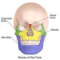 Browse our human face parts images, graphics, and designs from +79.322 free vectors graphics. Face Wikipedia