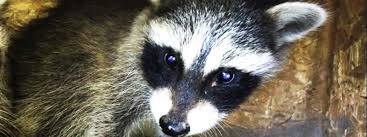 You cannot leave the raccoon up there and hope it makes its look for any gaps in vents or soffits, particularly around the gutters and around attic fans or lights. The 10 Top Signs Raccoons Are Living In Your Attic