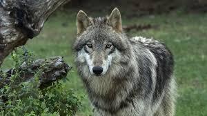 Advance tickets are required for entry. Characteristics Of Yellowstone S Grey Wolves
