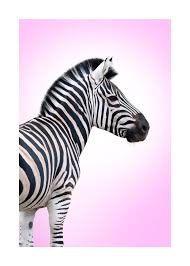 Pink Zebra Poster Hambedo