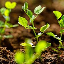 Building Garden Soil Planet Natural