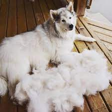 De Shedding Dogs Everything You Need