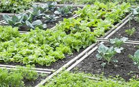 Grow Your Own Vegetable Garden Resources