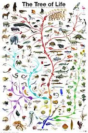 Evolution The Tree Of Life Novelty Biology Science Chart Education Print Poster 24x36