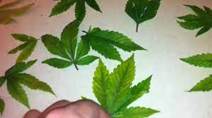 Black spot is a fungal disease which affects the leaves. Black Spots On My Pot Plants Indoor Weed Growing Question Youtube