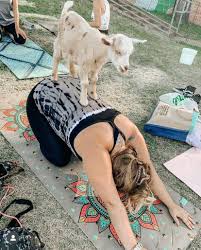 upcoming goat yoga 901goats from