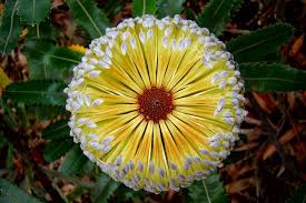 Banksia Wikipedia