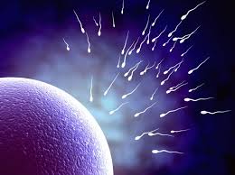 Resultado de imagen de ovulo y espermatozoide calor