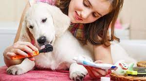 The cost will depend on the size of your dog, the procedure required and the vet you go to. Dental Care For Pets Petpartners Pet Insurance