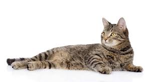 Check out these 49 fabulous ideas perfect for your tabby cat. Tabby Cat Tabby Cat Names Grey Tabby Kittens Orange Tabby Cats