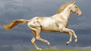 Spesies Kuda Tercantik Di... - Jasson King Fans Official | Facebook