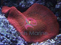 freshmarine com carpet anemone