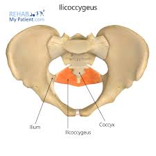 iliococcygeus rehab my patient
