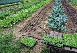 Organic Mulches For Vegetable Gardens