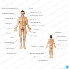 anatomical terminology planes