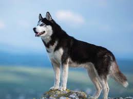 to know about of siberian husky