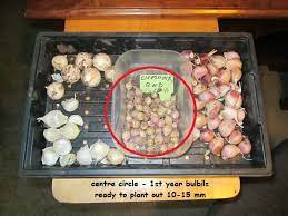 Ampeloprasum) is a perennial plant belonging to the onion genus. Planting Garlic Started Off In Pots