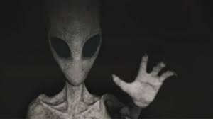 Image result for greys aliens