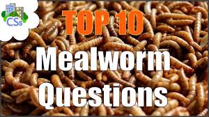 mealworm nutrition facts