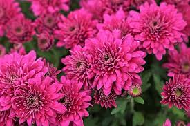 200+ Free Purple Chrysanthemum & Chrysanthemum Images - Pixabay
