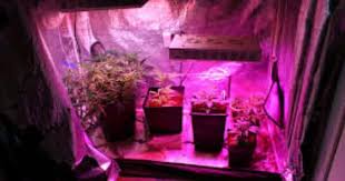 Best Small Grow Tent 2x2 Or 3x3 Setup Fan Filter Light To Maximize Yield