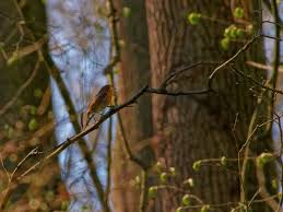 forest birds images free on