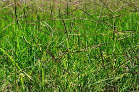 Potensi alelopati ekstrak serasah daun mangga (mangifera indica (l.)) terhadap pertumbuhan gulma rumput grinting (cynodon dactylon (l.)) press. Macam Macam Rumput Liar Hias Dilengkapi Gambar Rumput Hd
