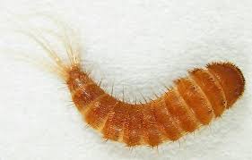 identifying carpet beetle larvae