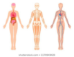 Female Internal Organs Diagram Images Stock Photos