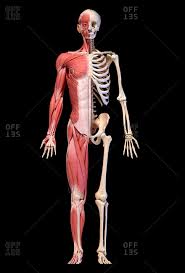 Muscular system anatomy human muscular system human muscle anatomy. Human Body Part Stock Photos Offset