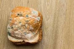 what-is-blue-mold-on-bread-called