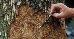 Stopping The Next Emerald Ash Borer Science Policy Exchange