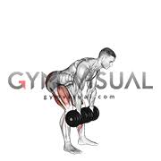 Keeping your arms straight and knees slightly bent, slowly. Dumbbell Romanian Deadlift