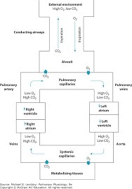 Function And Structure Of The Respiratory System Pulmonary