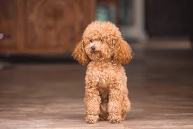 20 best toy poodle breeders in the us