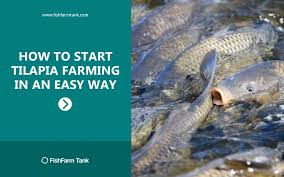 how to start tilapia farming in an easy