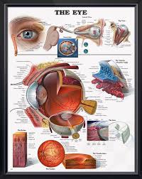 The Eye Chart 20x26 Eye Anatomy Optometry Anatomy